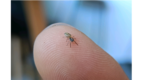 Black headed Jumping spider baby (largest specis in NZ) Trite planiceps