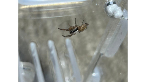 Black headed Jumping spider baby (largest specis in NZ) Trite planiceps