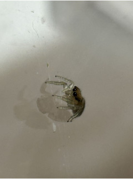 Jumping spider - cyclops baby
