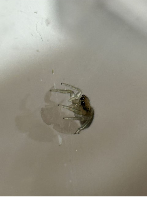 Jumping spider - cyclops baby Jumping spider - cyclops baby