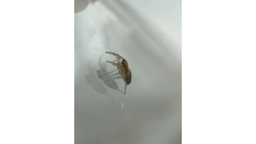 Jumping spider - cyclops baby Jumping spider - cyclops baby