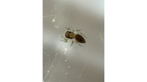 Jumping spider - cyclops baby Jumping spider - cyclops baby