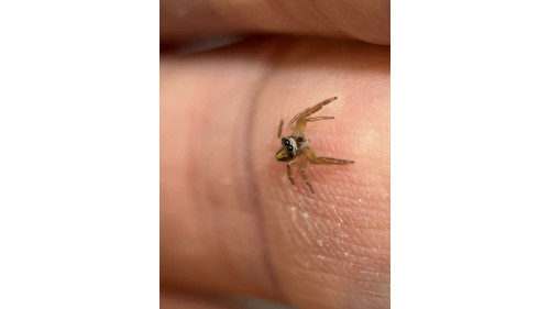 Jumping spider - (largest specis in NZ) Trite planiceps, now is 5mm size, will grow up to 13mm. Jumping spider - (largest specis in NZ) Trite planiceps, now is 5mm size, will grow up to 13mm.