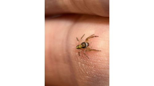 Jumping spider - (largest specis in NZ) Trite planiceps, now is 5mm size, will grow up to 13mm. Jumping spider - (largest specis in NZ) Trite planiceps, now is 5mm size, will grow up to 13mm.