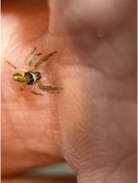 Jumping spider - (largest specis in NZ) Trite planiceps, now is 5mm size, will grow up to 13mm.