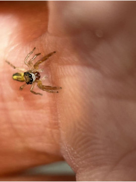 Jumping spider - (largest specis in NZ) Trite planiceps, now is 5mm size, will grow up to 13mm.