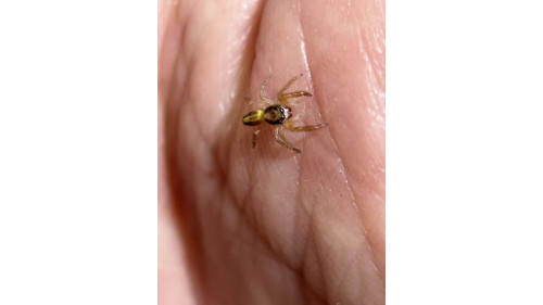 Jumping spider - (largest specis in NZ) Trite planiceps, now is 5mm size, will grow up to 13mm. Jumping spider - (largest specis in NZ) Trite planiceps, now is 5mm size, will grow up to 13mm.