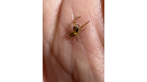 Jumping spider - (largest specis in NZ) Trite planiceps, now is 5mm size, will grow up to 13mm. Jumping spider - (largest specis in NZ) Trite planiceps, now is 5mm size, will grow up to 13mm.