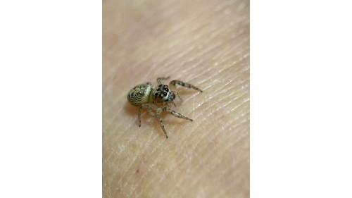 Jumping spider - Opisthoncus poluphemus/cyclops spider, 5mm female Jumping spider - Opisthoncus poluphemus/cyclops spider, 5mm female