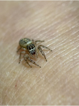 Jumping spider - Opisthoncus poluphemus/cyclops spider, 5mm female