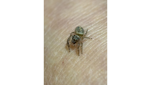 Jumping spider - Opisthoncus poluphemus/cyclops spider, 5mm female Jumping spider - Opisthoncus poluphemus/cyclops spider, 5mm female