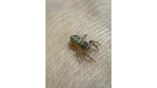 Jumping spider - Opisthoncus poluphemus/cyclops spider, 5mm female Jumping spider - Opisthoncus poluphemus/cyclops spider, 5mm female