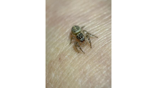 Jumping spider - Opisthoncus poluphemus/cyclops spider, 5mm female Jumping spider - Opisthoncus poluphemus/cyclops spider, 5mm female