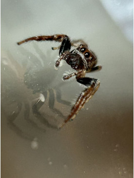 Jumping spider - cyclops 