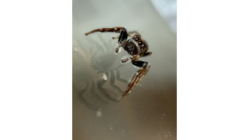 Jumping spider - cyclops - male Jumping spider - cyclops - male