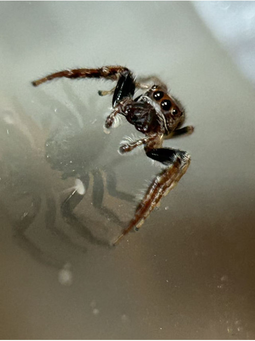 Jumping spider - cyclops 