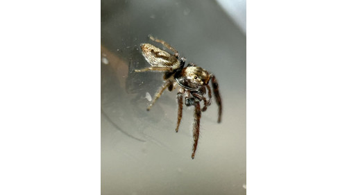 Jumping spider - cyclops 
