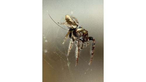 Jumping spider - cyclops 