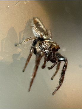 Jumping spider - cyclops - male 