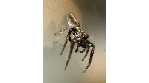 Jumping spider - cyclops 