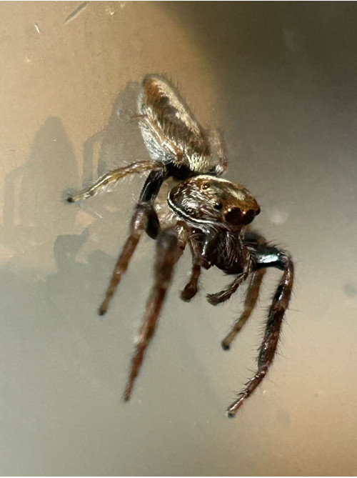 Jumping spider - cyclops - male Jumping spider - cyclops - male