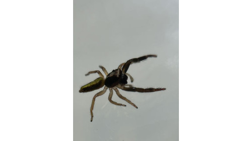 Jumping spider - (largest specis in NZ) Trite planiceps, male adult 10mm size, will grow up to 13mm. Jumping spider - (largest specis in NZ) Trite planiceps, male adult 10mm size, will grow up to 13mm.