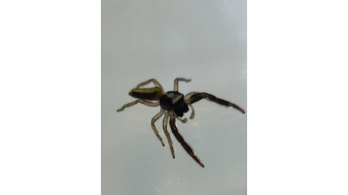 Jumping spider - (largest specis in NZ) Trite planiceps, male adult 10mm size, will grow up to 13mm. Jumping spider - (largest specis in NZ) Trite planiceps, male adult 10mm size, will grow up to 13mm.