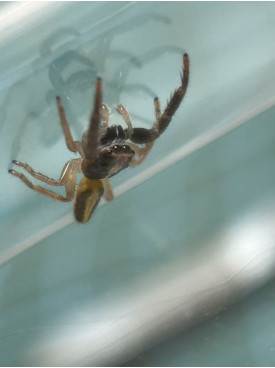 Jumping spider - (largest specis in NZ) Trite planiceps, male adult 10mm size, will grow up to 13mm.