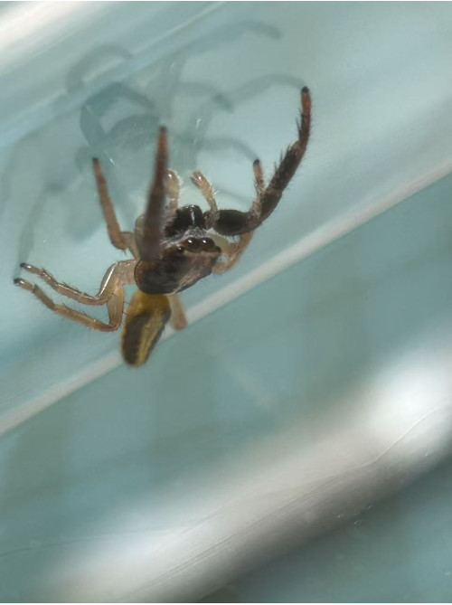 Jumping spider - (largest specis in NZ) Trite planiceps, male adult 10mm size, will grow up to 13mm. Jumping spider - (largest specis in NZ) Trite planiceps, male adult 10mm size, will grow up to 13mm.
