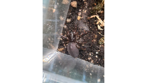 Trapdoor Spider – (1-1.5cm) – Read Before Buying Trapdoor Spider – (1-1.5cm) – Read Before Buying