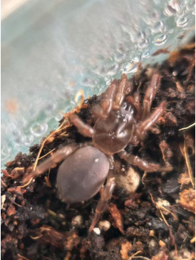 Trapdoor Spider – （1-1.5cm） – Read Before Buying