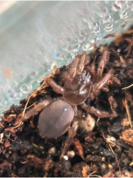 Trapdoor Spider – （1-1.5cm） – Read Before Buying