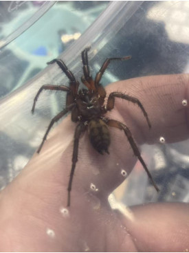 Tunnelweb Spider (Male)