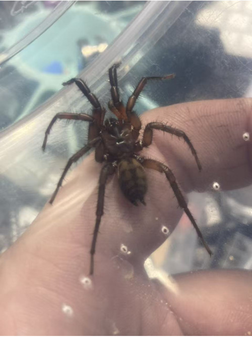 Tunnelweb Spider (Male) Tunnelweb Spider (Male)