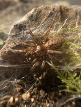 Tunnelweb Spider (Female)