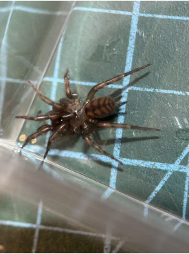 Tunnelweb Spider