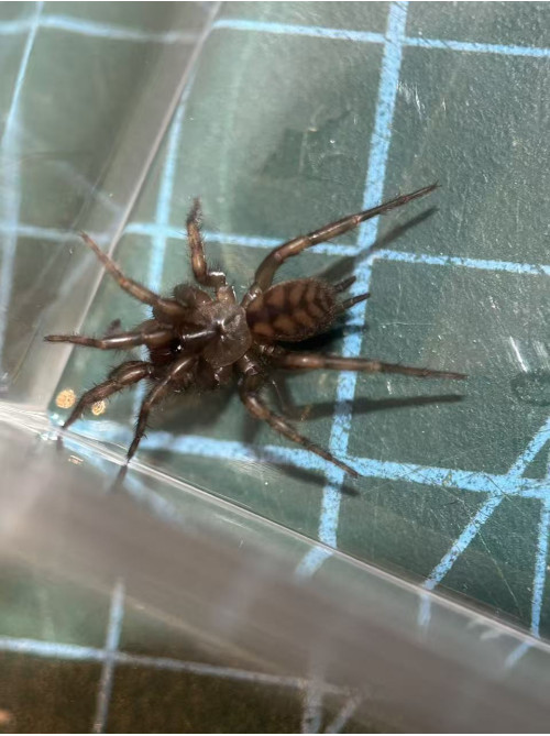 Tunnelweb Spider Tunnelweb Spider
