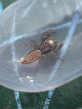 Jumping spider - Trite auricoma ( golden brown jumping spider) around 5mm size.