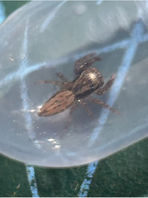 Jumping spider - Trite auricoma ( golden brown jumping spider) around 5mm size.