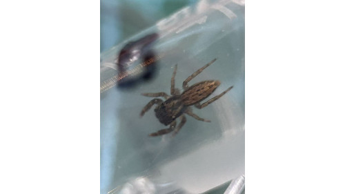 Jumping spider - Trite auricoma ( golden brown jumping spider) around 5mm size.