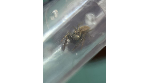 Jumping spider - Trite auricoma ( golden brown jumping spider) around 5mm size.