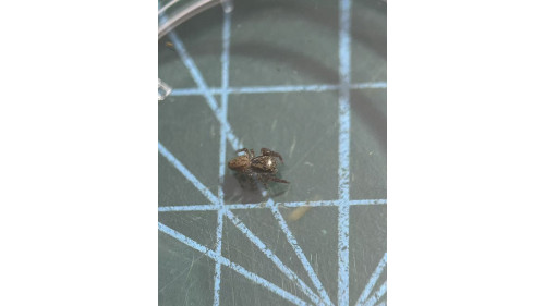 Jumping spider - Trite auricoma ( golden brown jumping spider) around 5mm size.