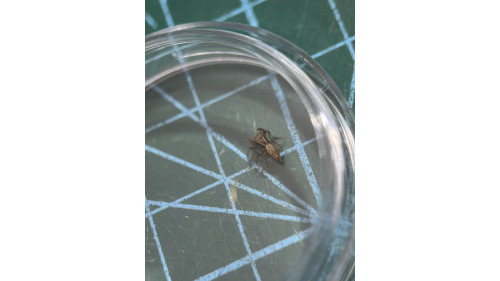 Jumping spider - Trite auricoma ( golden brown jumping spider) around 5mm size.