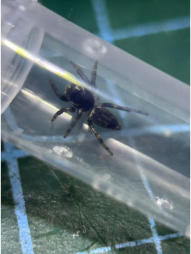 Jumping spider - Maratus griseus (White-banded house jumping spider)