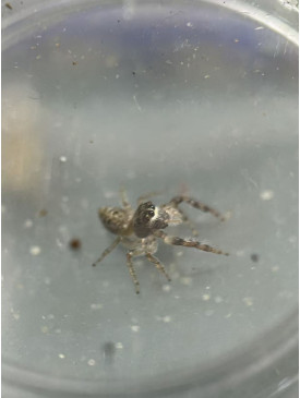 Jumping spider - Opisthoncus poluphemus/cyclops spider, 6mm