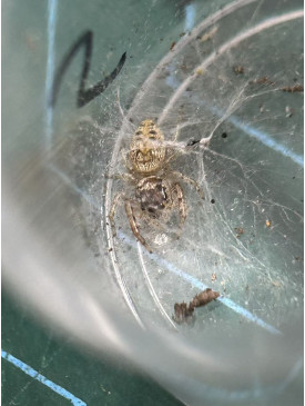 Jumping spider - Opisthoncus poluphemus/cyclops spider, 6mm，maybe female