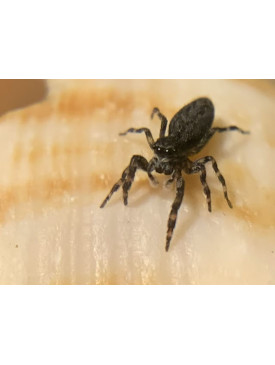 Jumping spider - Adoxotoma forsteri (small black jumping spider) 4mm size.