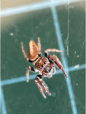 Jumping spider - cyclops 