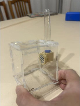 Jumping spider drinking tool