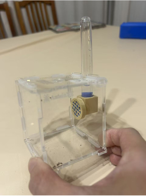 Jumping spider drinking tool